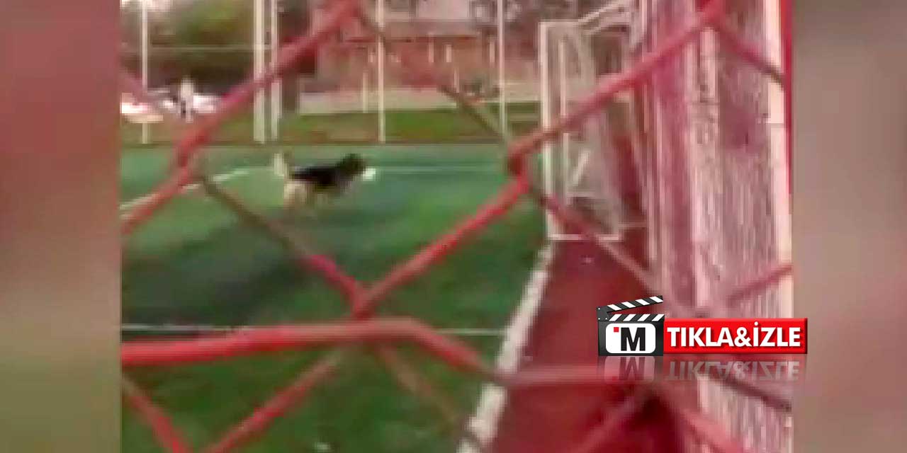 Sahaya giren köpek, çocukların topunu çaldı