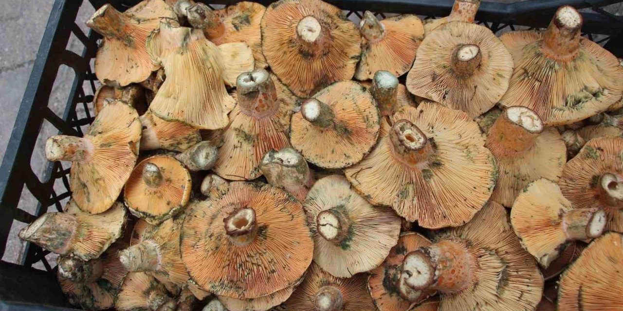 Antalya'da Kanlıca Mantarı Bereketi: Kilosu 450 TL