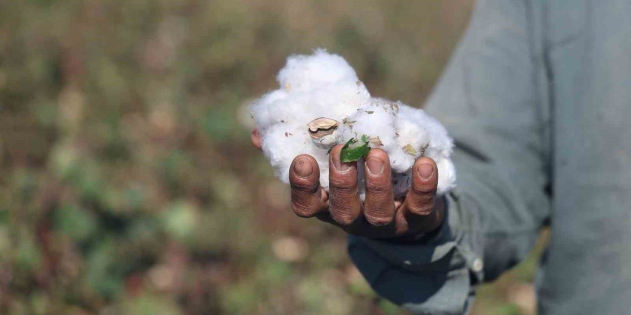 Pamuk Rekoltesinde Büyük Şok! Hatay'da 65 Yılın En Kurak Yılı