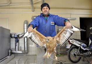 Yaralı bulduğu şahini kazan dairesinde besledi