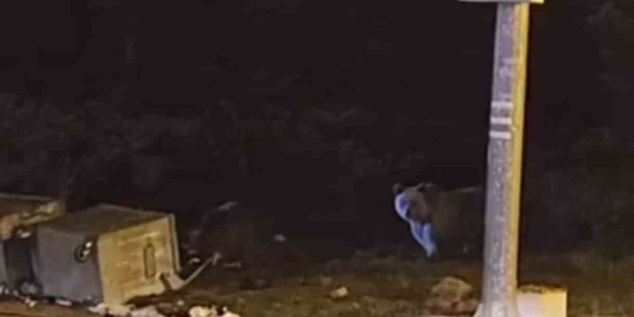 Uykuları kaçan ayılar, çöp konteynerlerini talan etti