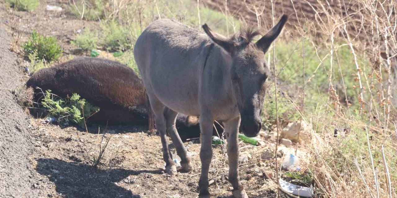 Telef olan annesinin başından ayrılmayan sıpa yeni yuvasında