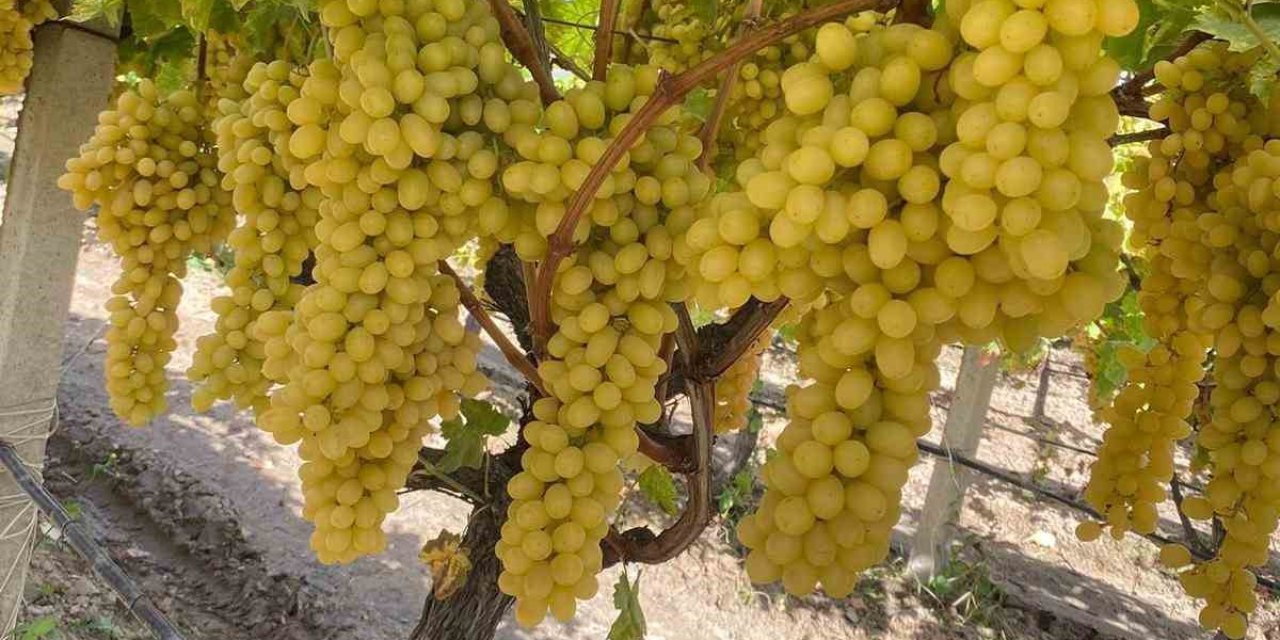 Kasım ayının ortasında üzüm hasadı hala devam ediyor