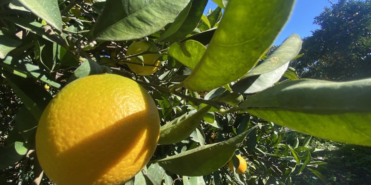 Kış meyvelerinde hasat başladı