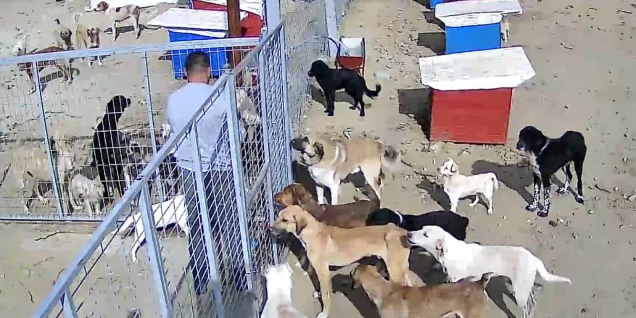 Çalışmalar hız kazandı: İlçelerdeki sahipsiz köpekler toplanıyor