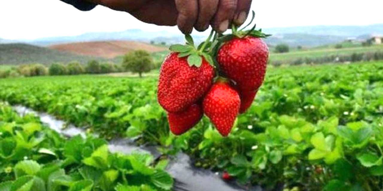 Lezzetler Sınırları Aştı: 1'i Konya'dan 42. Tescil Tamamlandı