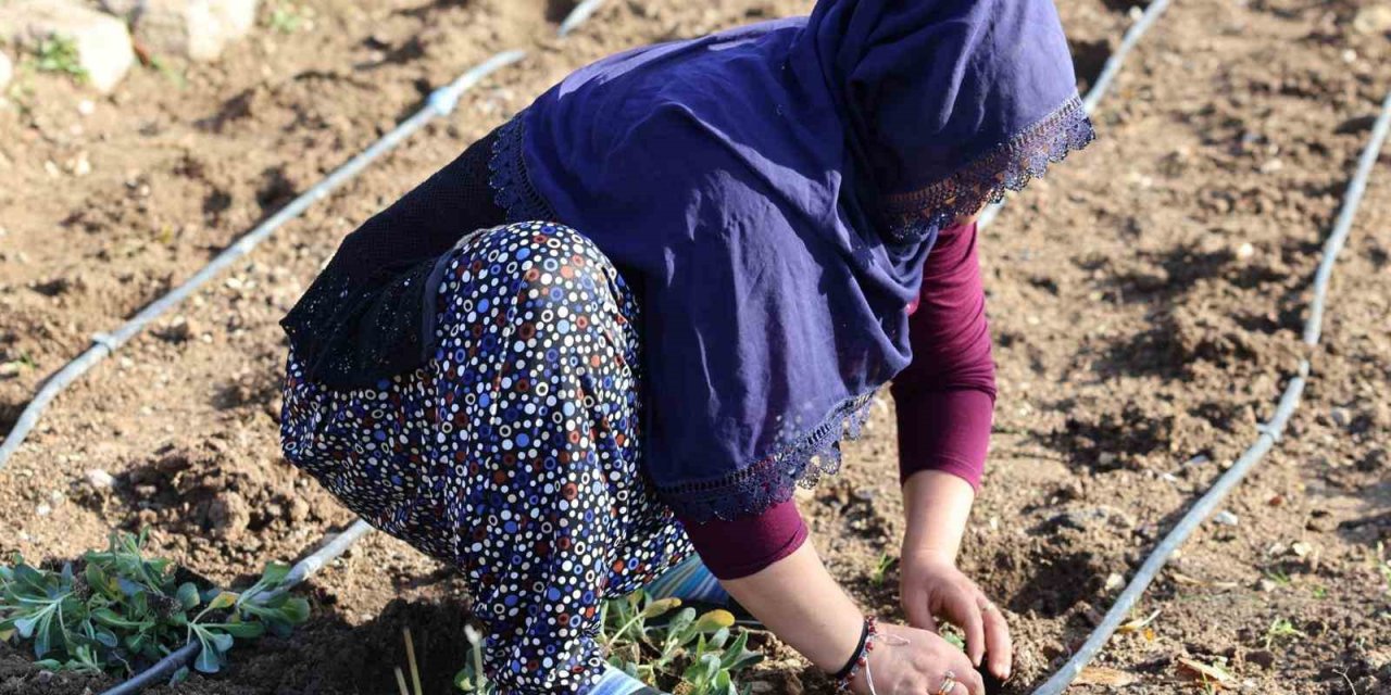 Mahalle Bostanlarında Kış Üretimi Başladı
