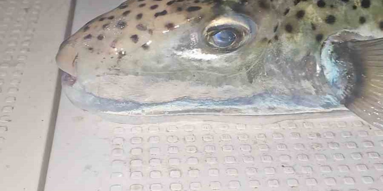 Marmara'da Alarm! Benekli Balon Balığı Gemlik Körfezi'nde Görüldü