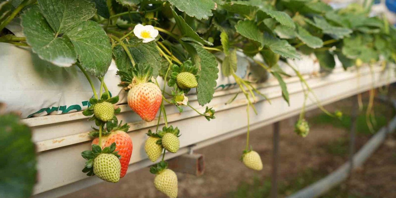 Topraksız tarım yöntemiyle çilek üretimi büyüyor