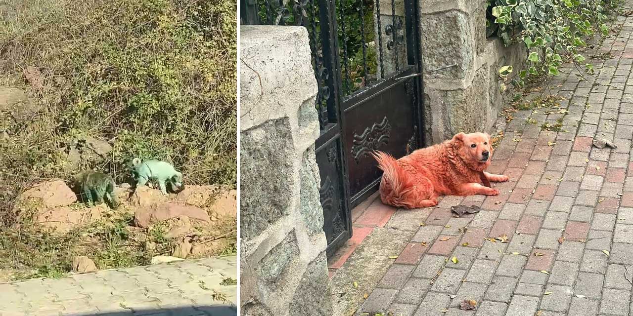 Bu köpekleri kim boyadı?