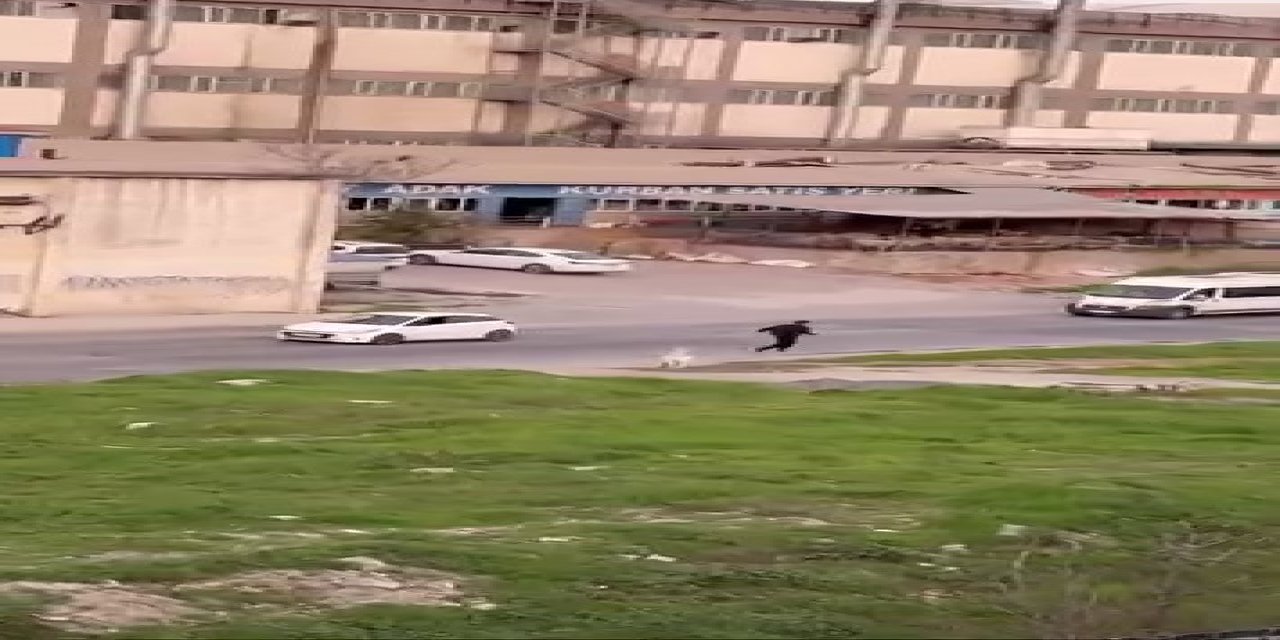 Başıboş Keçi Öğrencileri Kovaladı: İşyerine Sığındılar