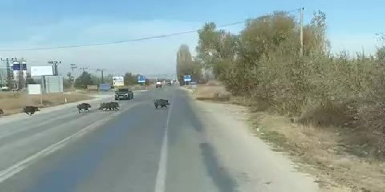Beyşehir-Isparta Karayolunu domuzlar bastı