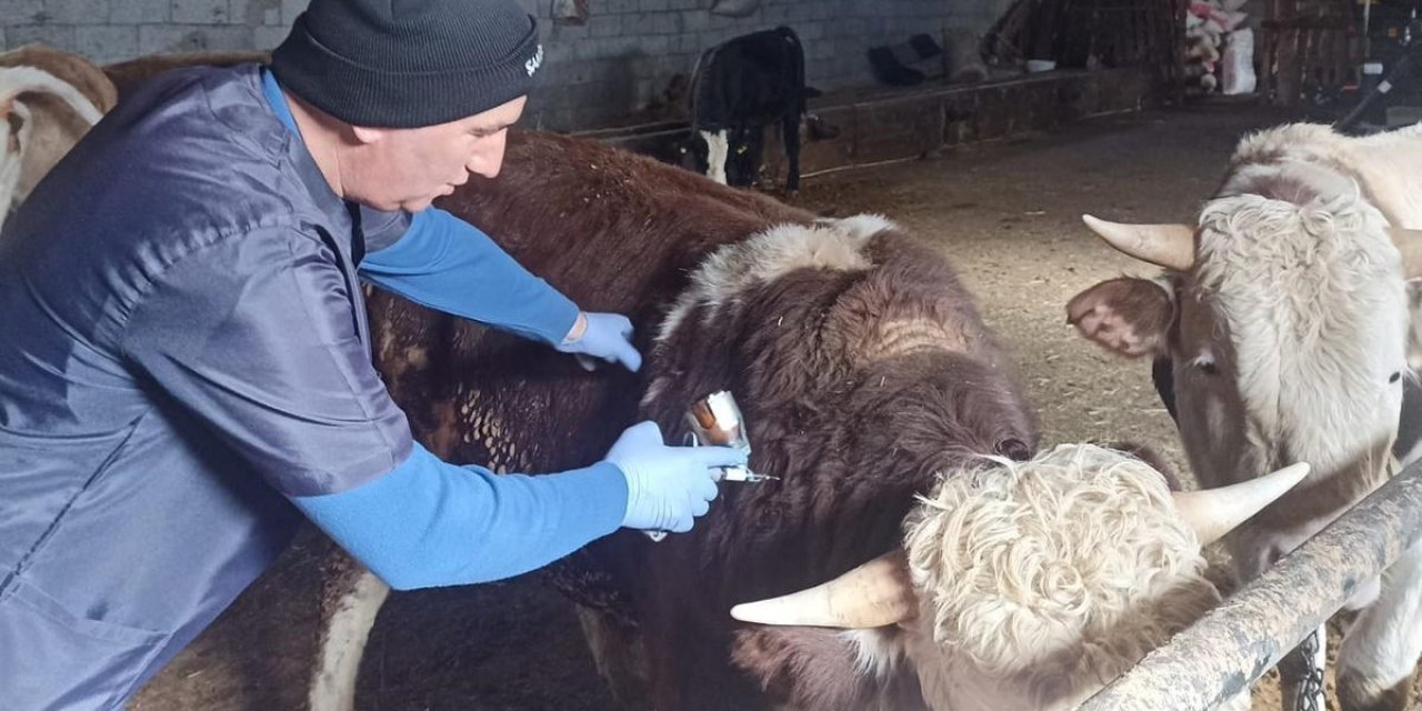 Büyükbaşlara Ek Koruma: Şap Aşısı Rapel Çalışmaları Başladı