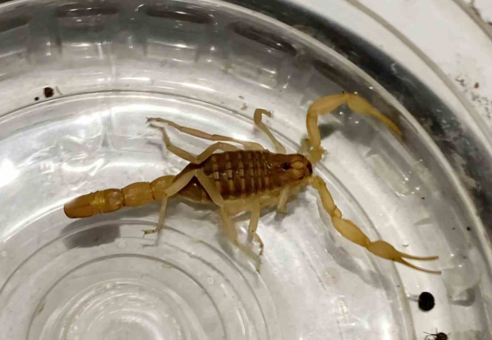 Zehri 10 Milyon Dolar: Aksaray'da Yasa Dışı Akrep Ticaretine Suçüstü!