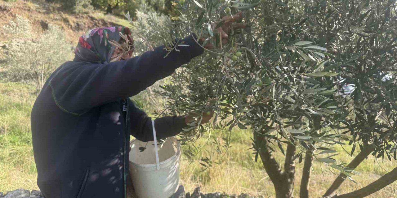 Gençlere inat çalışıyor: 88 yaşındaki Emine Nine bahçede hasat yapıyor