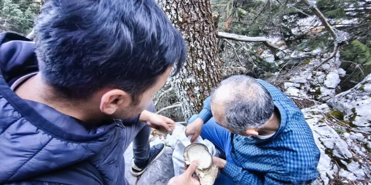 Konya ormanlarında tehlikeli av