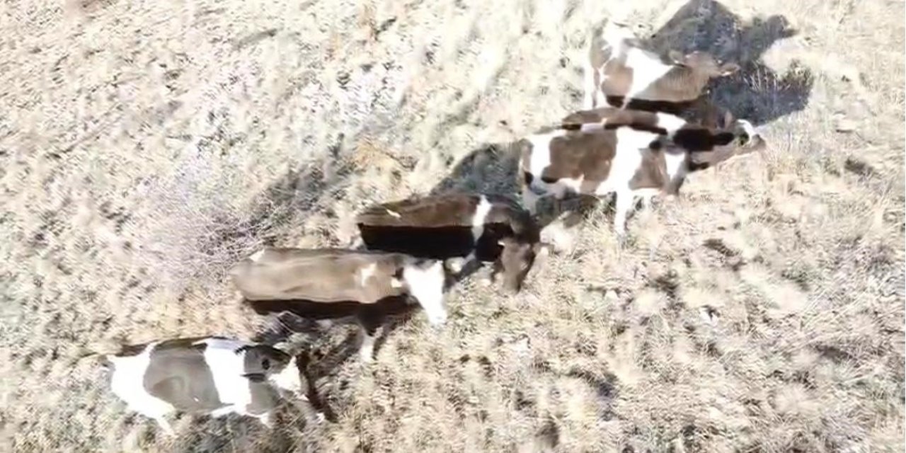 Firar eden inekleri jandarma ekipleri buldu