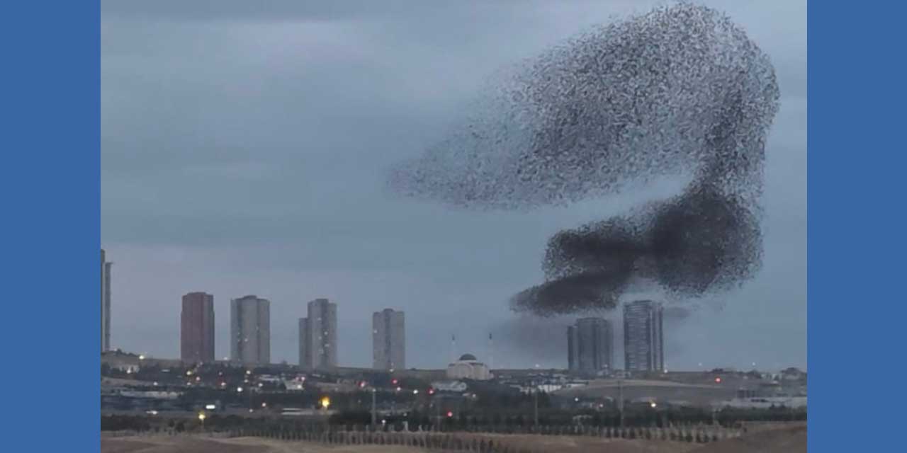 Sığırcık kuşları Ankara'ya kapladı