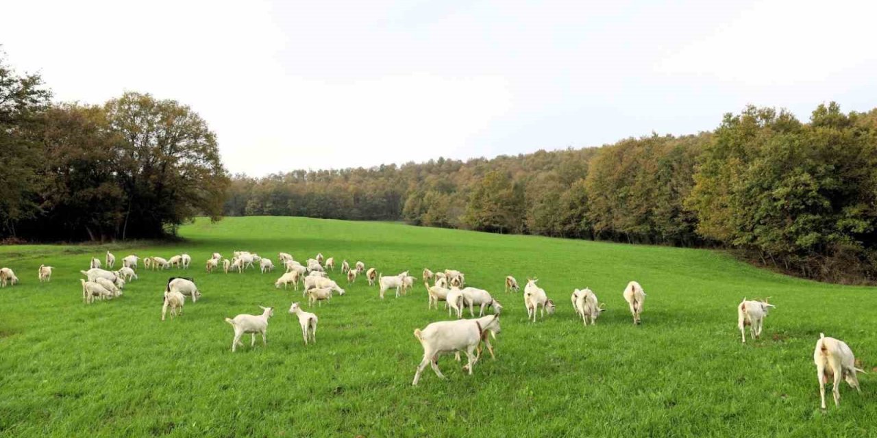 Kocaeli Büyükşehir Belediyesi'nin desteği meraları yeşertti