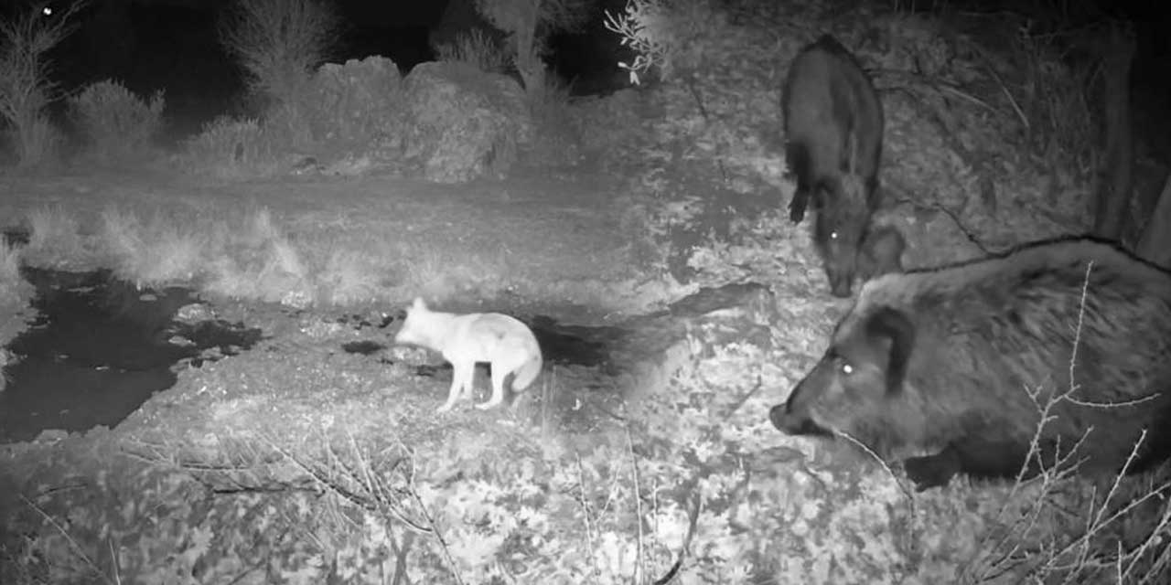 Beyşehir'in Saklı Dünyası: Fotokapanla Yaban Hayatı Görüntüleri