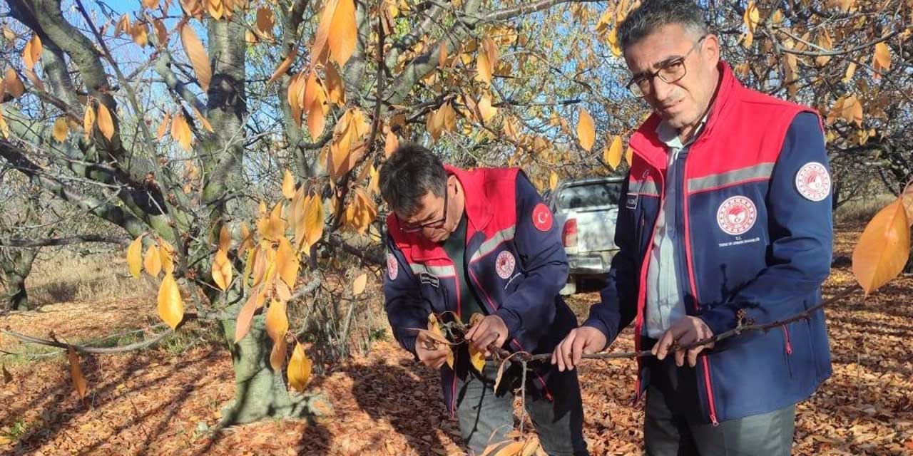 Konya'da Kiraz Hazırlığı: Bahçeler İnceleniyor