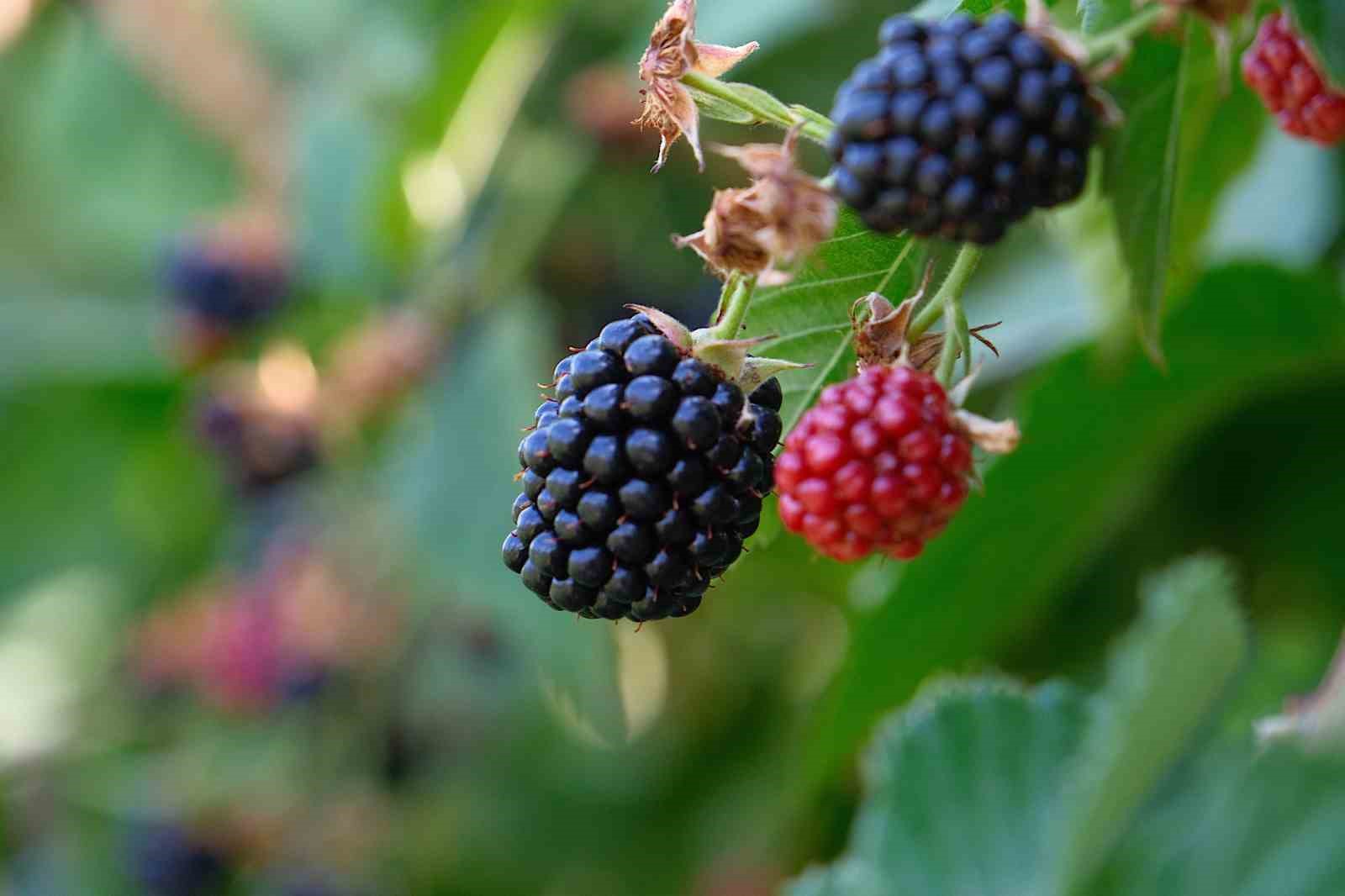 Kuraklaşan Bursa az emekle çok 'verimli' ürünlere yöneliyor! Başvurularda ÇKS detayı