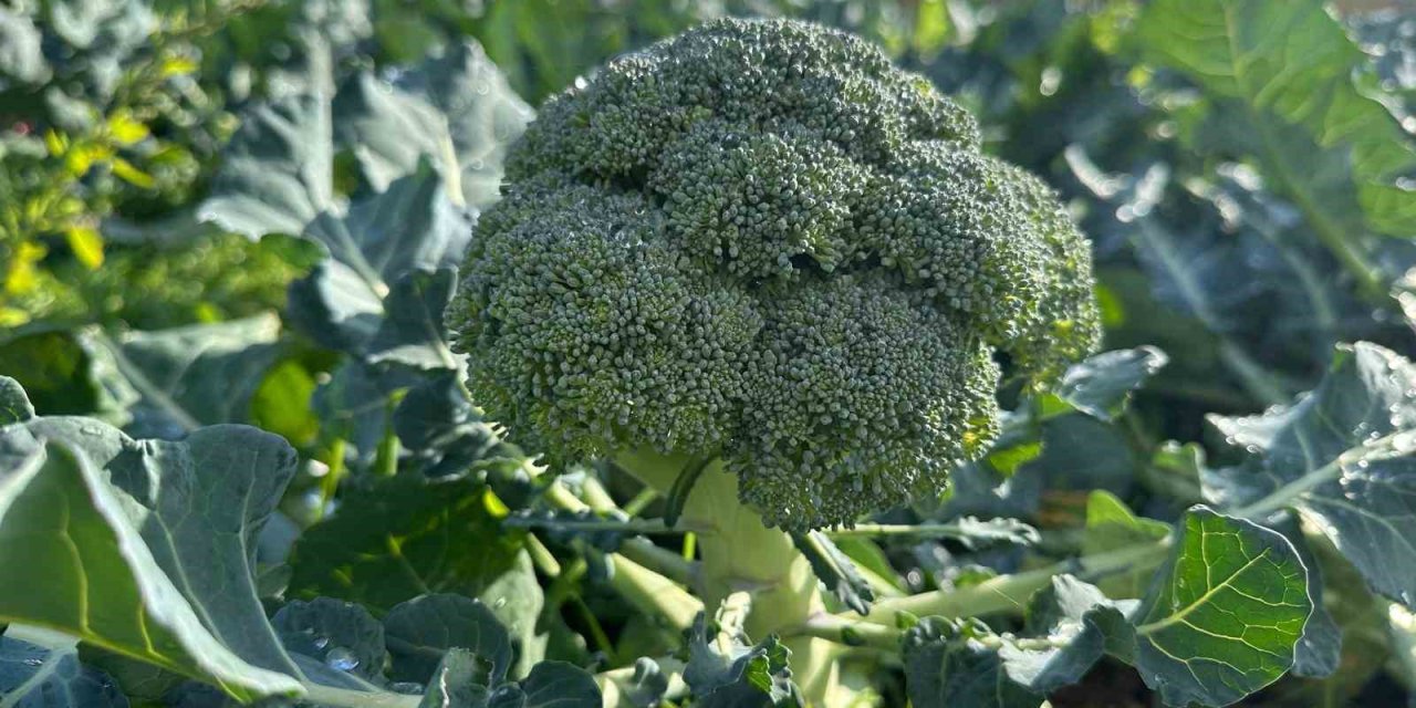 Brokolide Fahiş Fiyat Farkı: Tarladan Sofraya 14 Kat Artış!