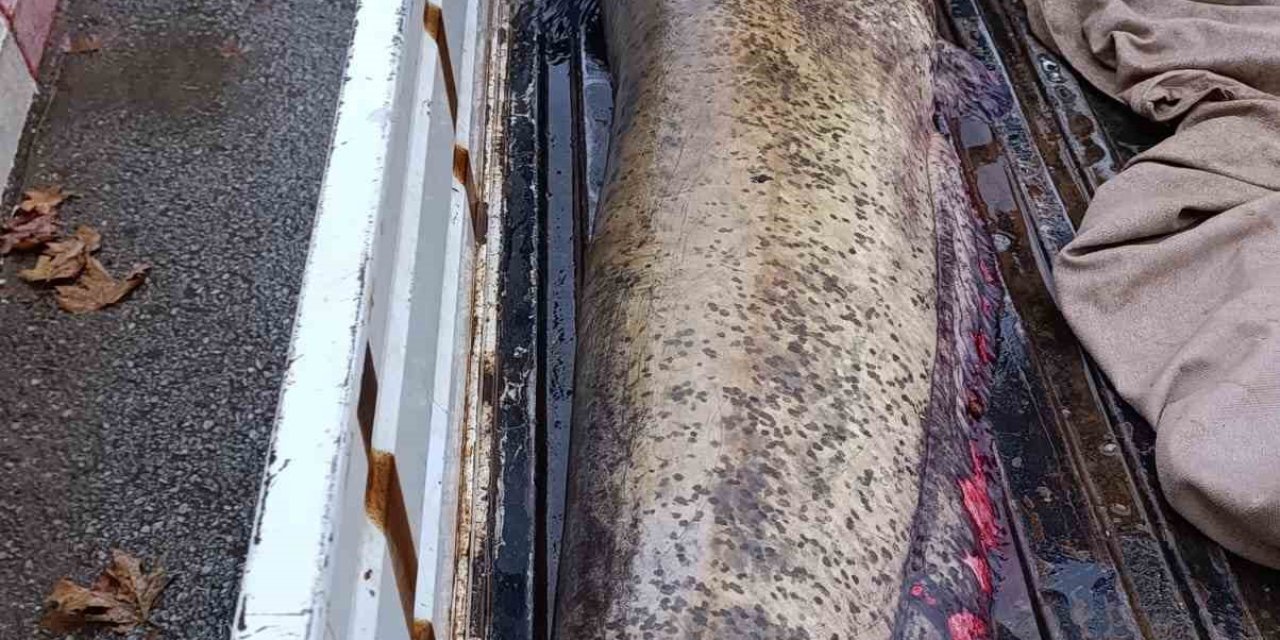 65 kiloluk yayın balığı, görenleri şaşkına çevirdi