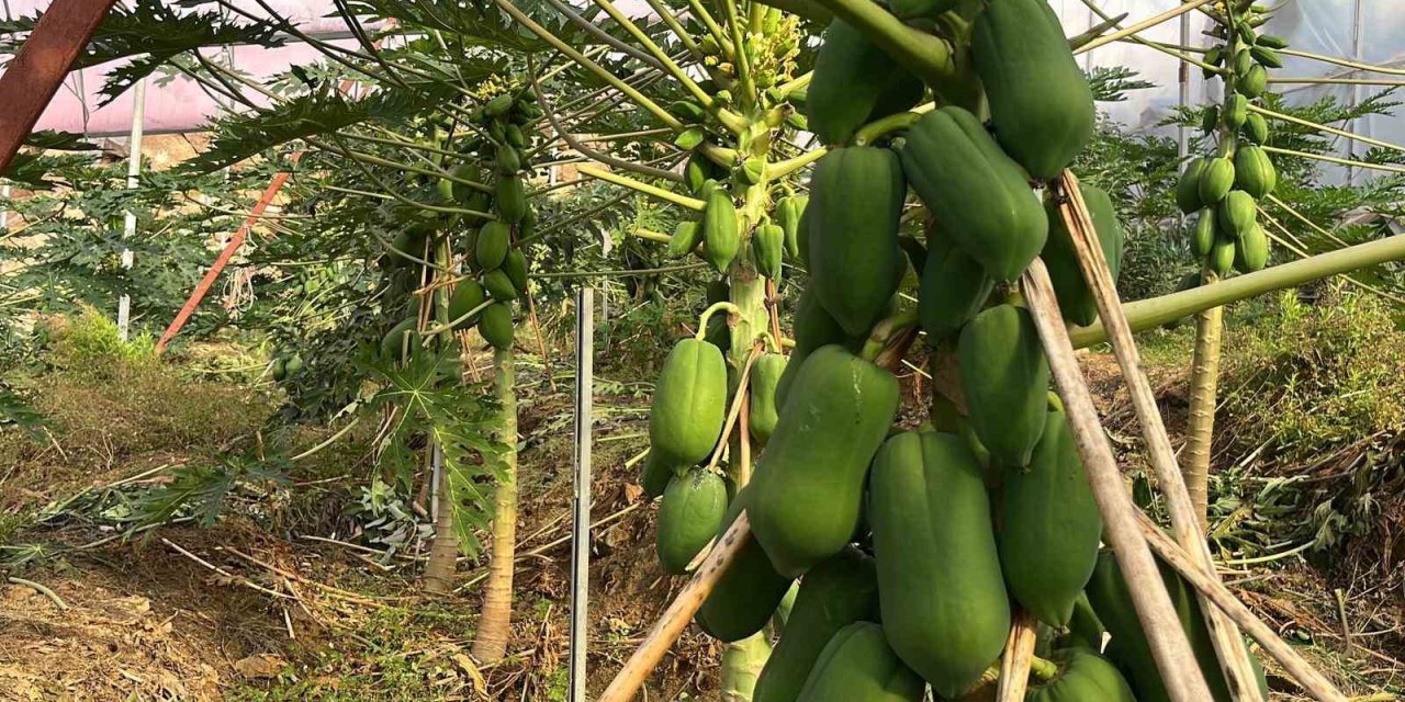 Tropikal Meyve İhracatında Alanya Hamlesi: İç Pazar Yeterli, Sıra Dış Pazarda