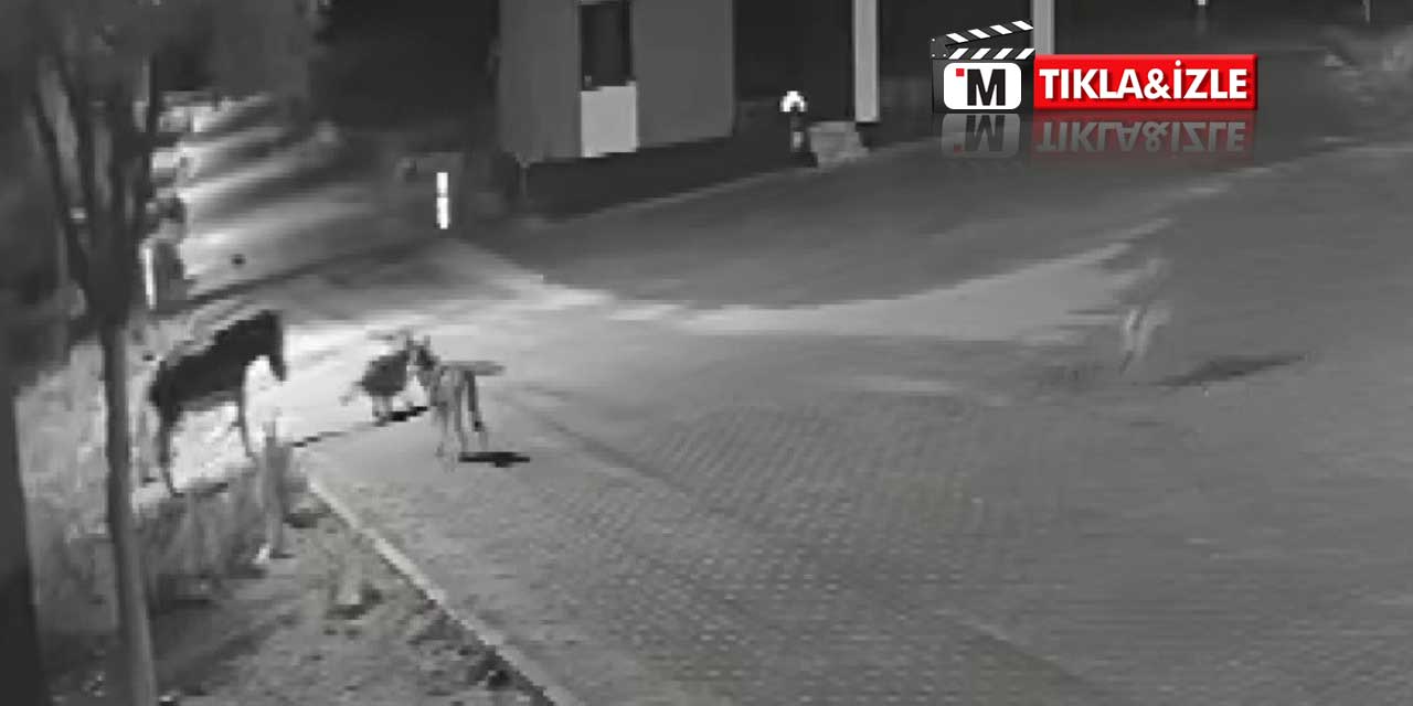 Kurt Sürüsü Korkuttu: Kadınhanı'nda Eşek Parçaladılar