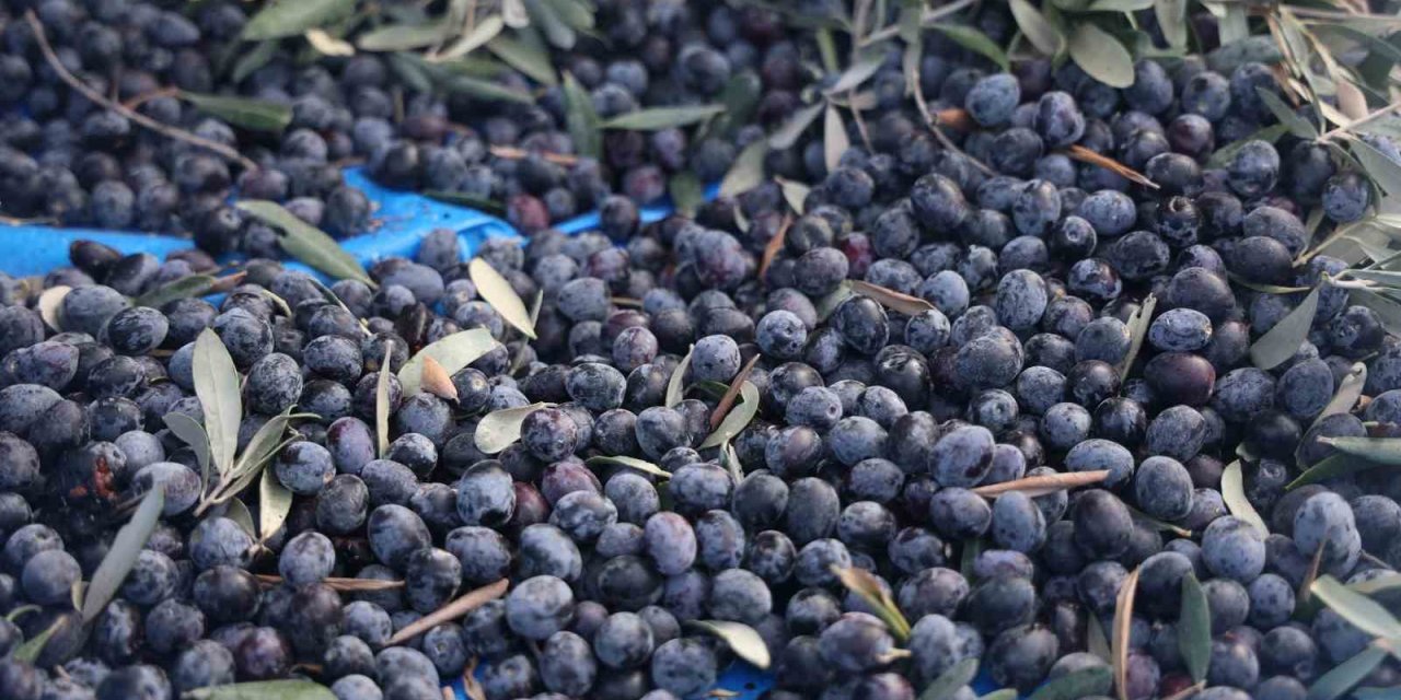 Kuraklık, zeytinyağını da kuruttu