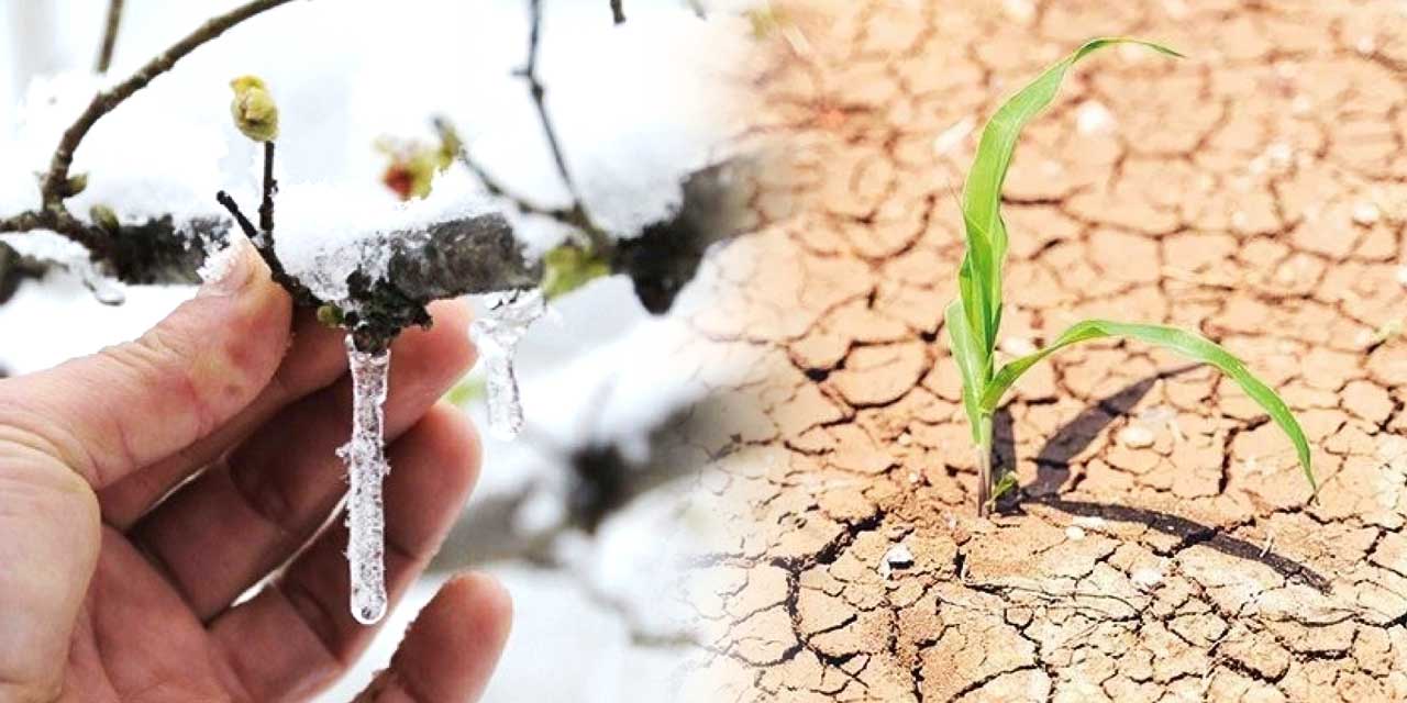 Don ve kuraklık Türkiye’de 17 milyon ton ürün kaybettirdi