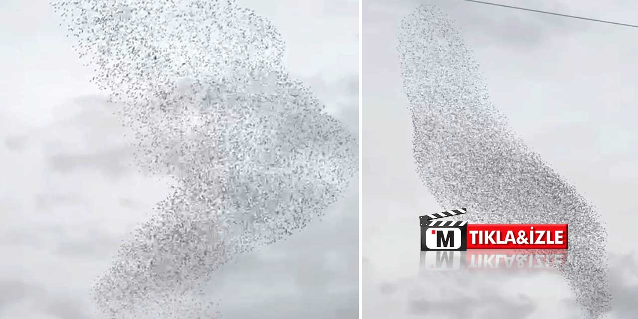 Karapınar'da sığırcıkların sabah dansı görsel şölen oluşturdu