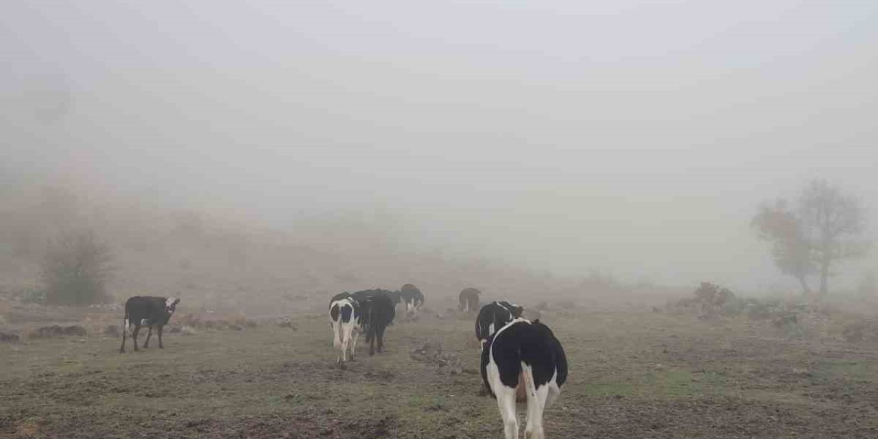 Seydişehir'de kaybolan büyükbaş hayvanlar Anamur Yaylası'nda bulundu