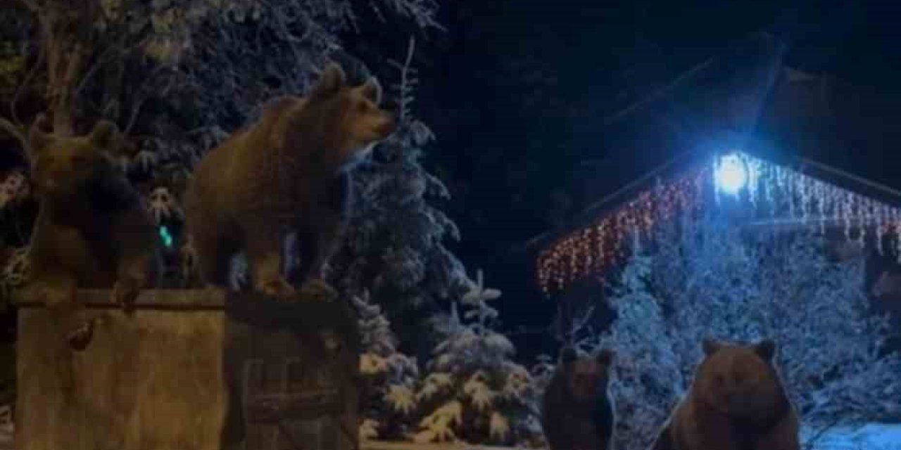 Uykusu kaçan ayılar dağ eteklerinde geziyor