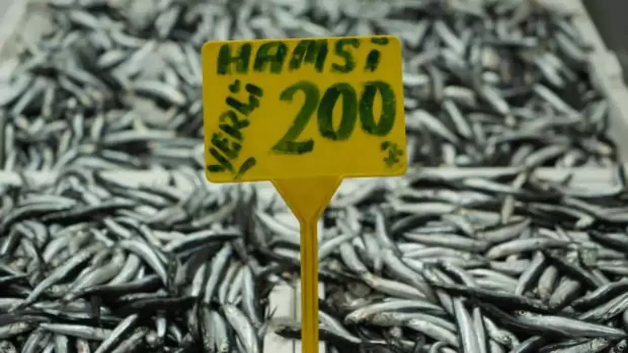 Konya’da hamsi fiyatları yeniden yükseldi: Tezgâhlarda 235 TL’den başlıyor