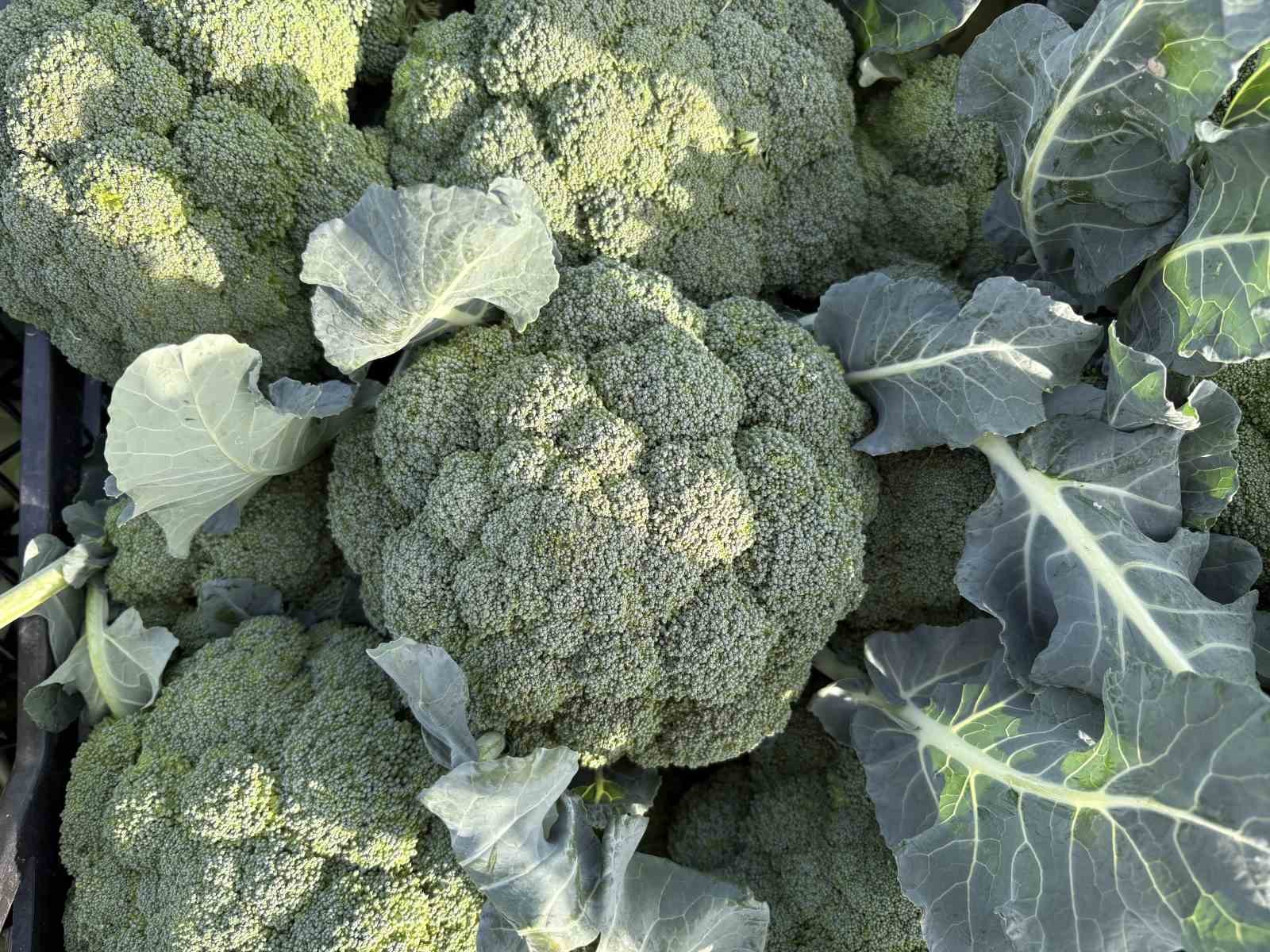 Yeşil altında da ezilen üretici oluyor! Tarlayla sofra arasında 4 kat fark