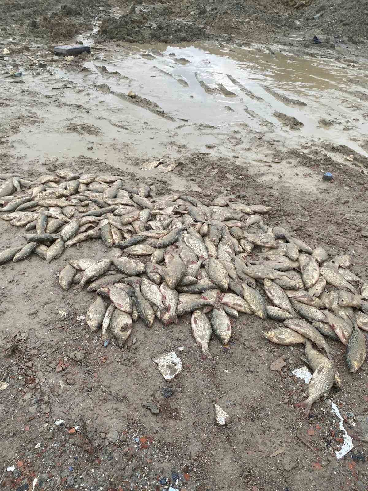 İBB'nin Doğa Katliamında Binlerce Balık Öldü