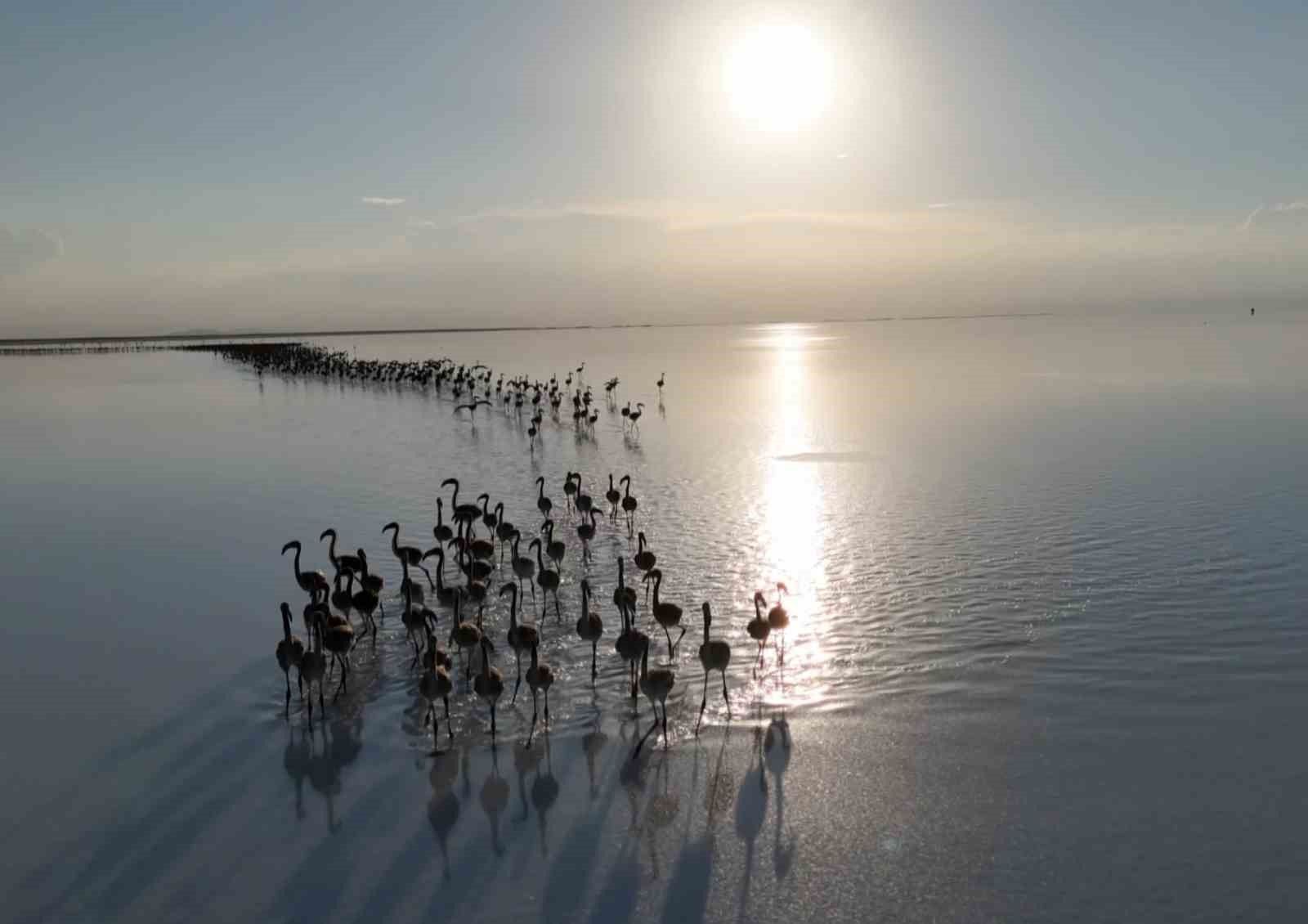 Flamingolar da Konya'ya küstü