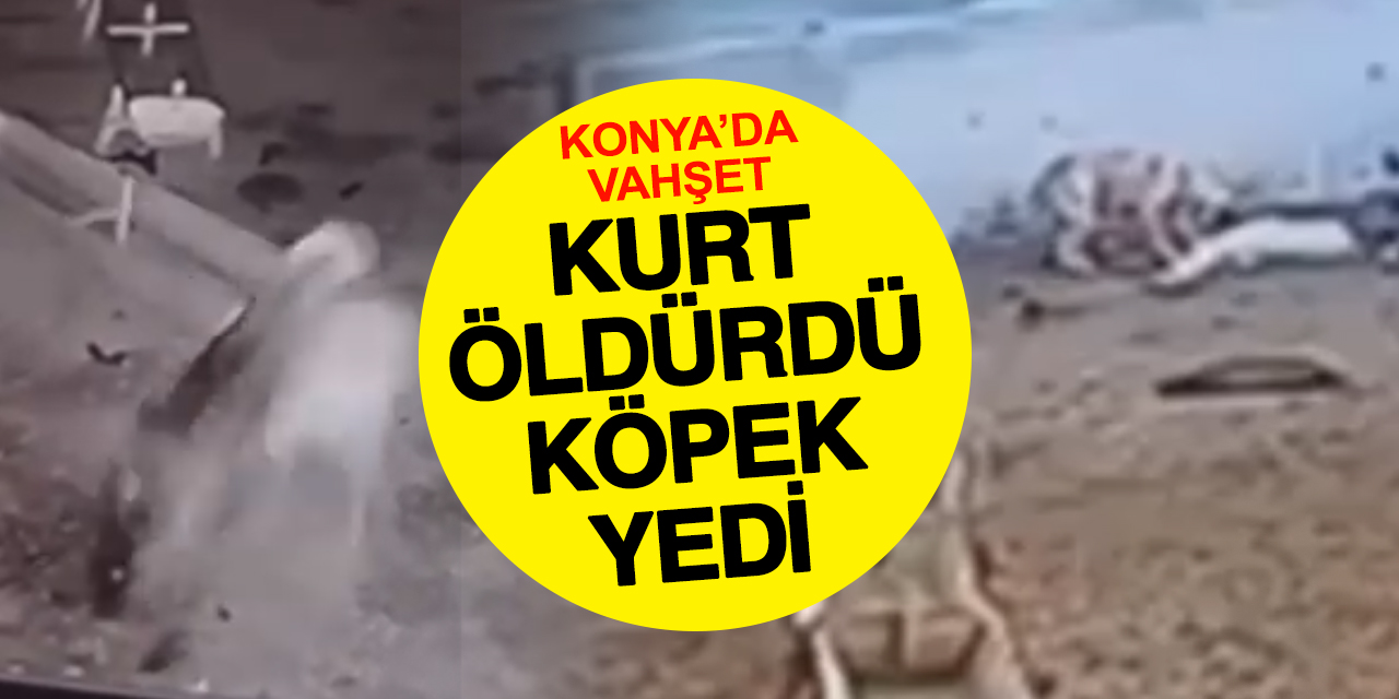 Konya'da ağıla kurt girdi! Leşi köpekler yedi