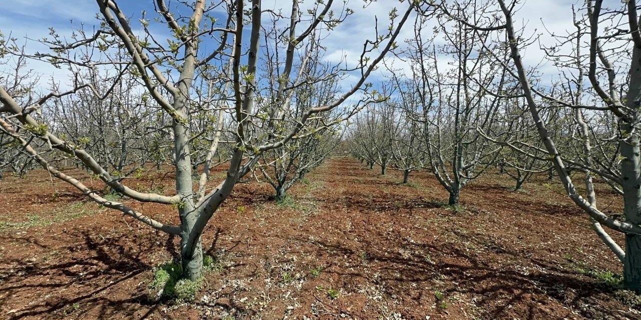 Kuraklık üretimi değiştirdi: Elmanın yerini zeytin ve vişne aldı
