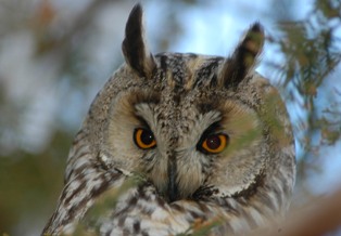 Baykuş kolonisi Tuz Gölü'nü mesken tuttu