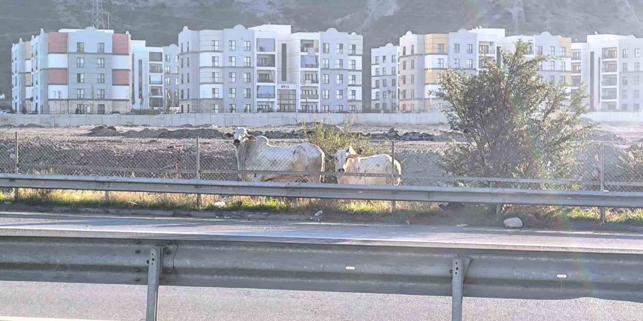 Kaza yapan tırdan kaçan anguslar şehir turunda