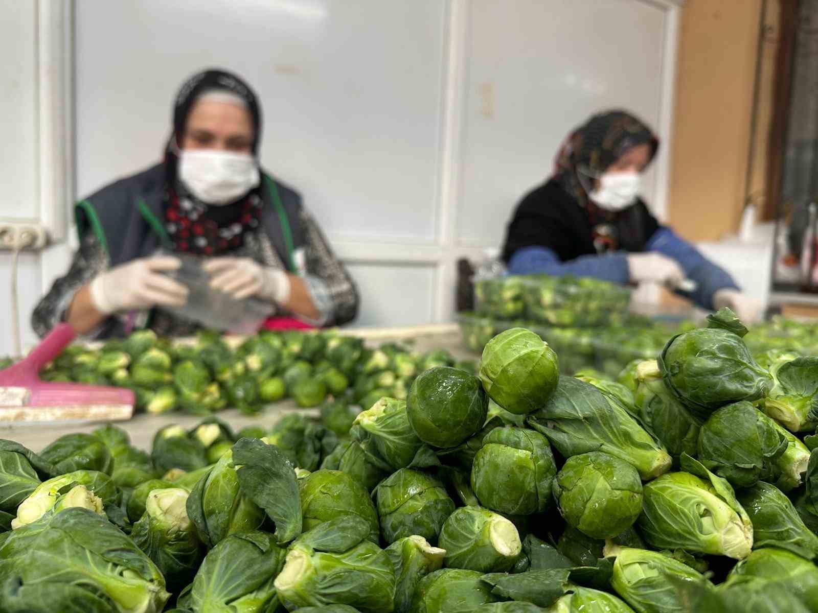 Rusya ve Hollanda lahanayı "Brüksel"den değil İznik’ten alıyor