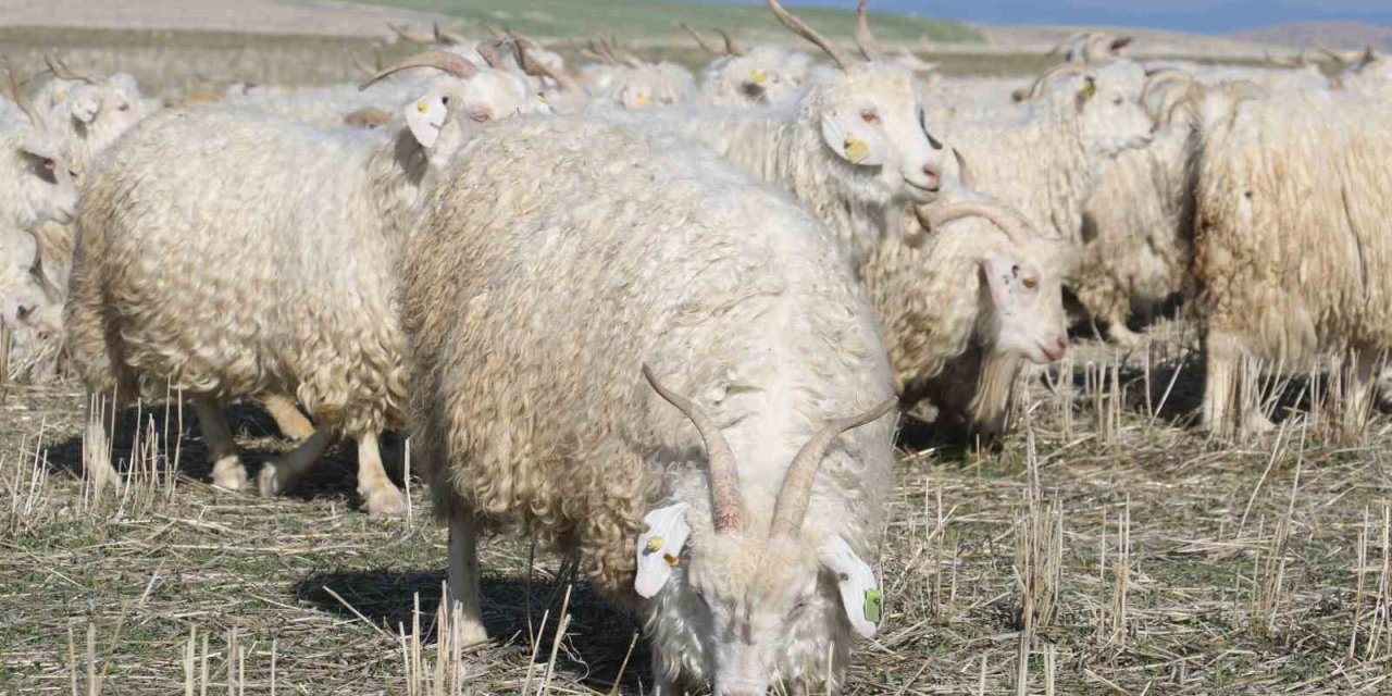 Ayaş’ta 3 bin tiftik keçisiyle Ankara sofu yeniden doğuyor