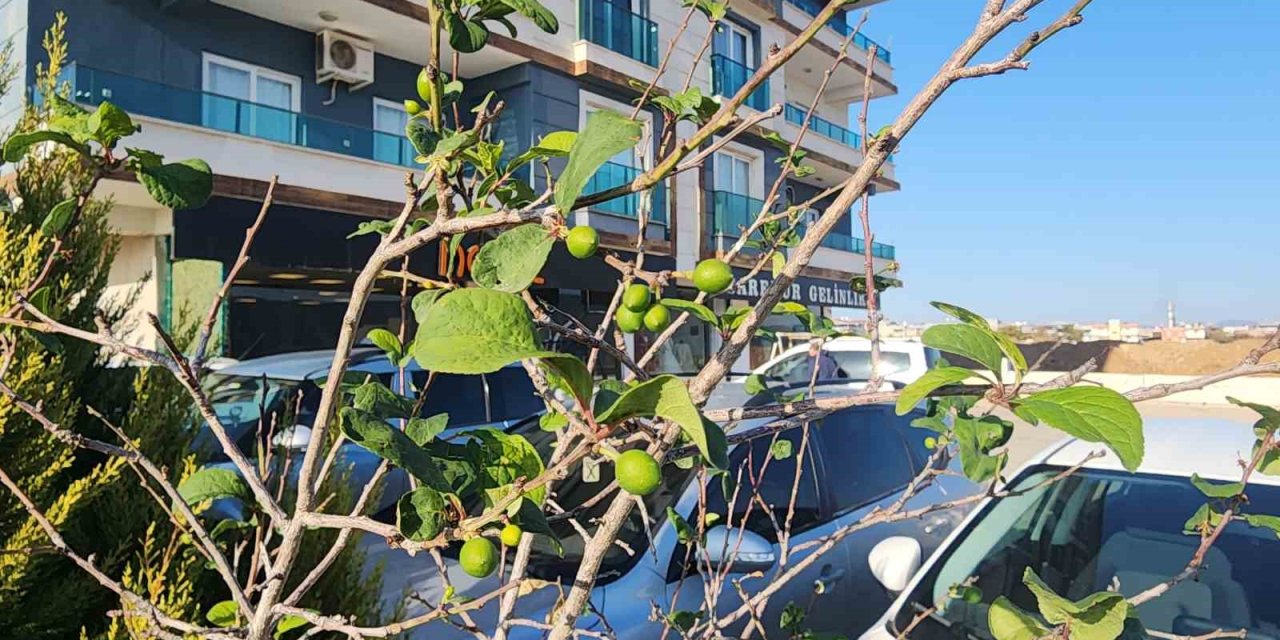 Kasım’da Çiçek, Aralık’ta Meyve: Mevsimler Yer Değiştirdi