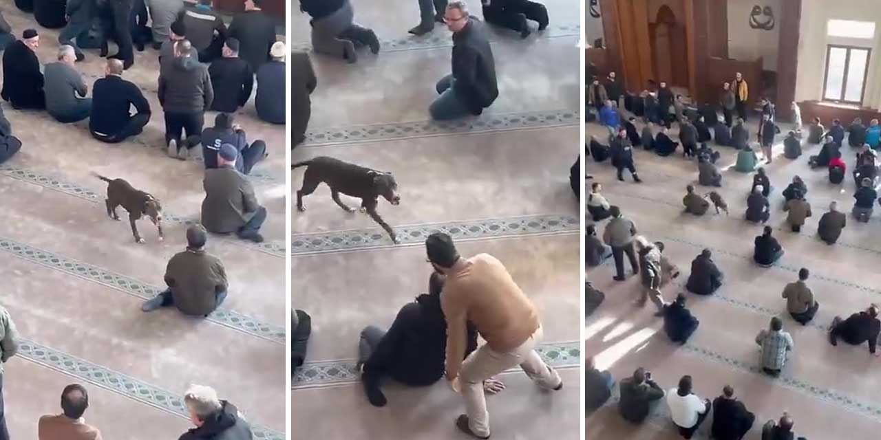 Cami İçine Giren Pitbull Cemaatte Tedirginlik Oluşturdu