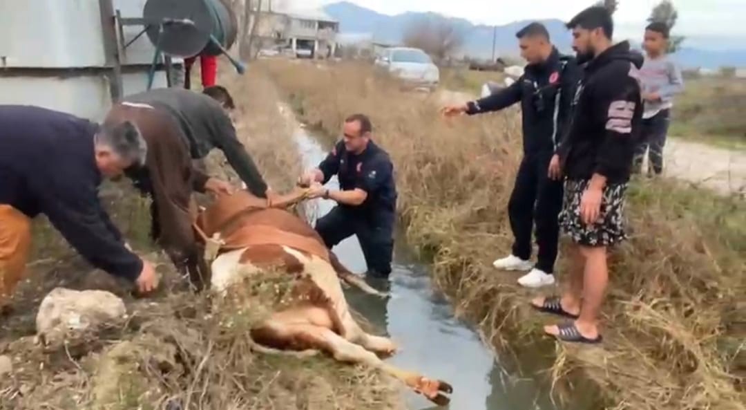 Su kanalına düşen inek itfaiyenin 1 saatlik çalışmasıyla kurtarıldı
