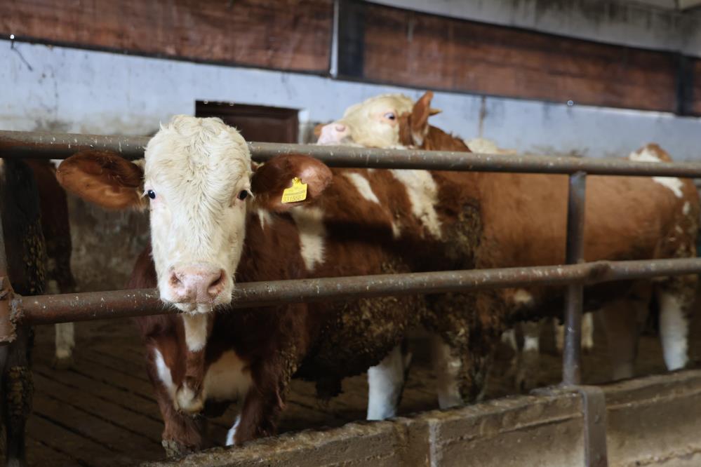 Yüzde 60 Hibe Alıp 300 Hayvanla Çiftlik Kurdu