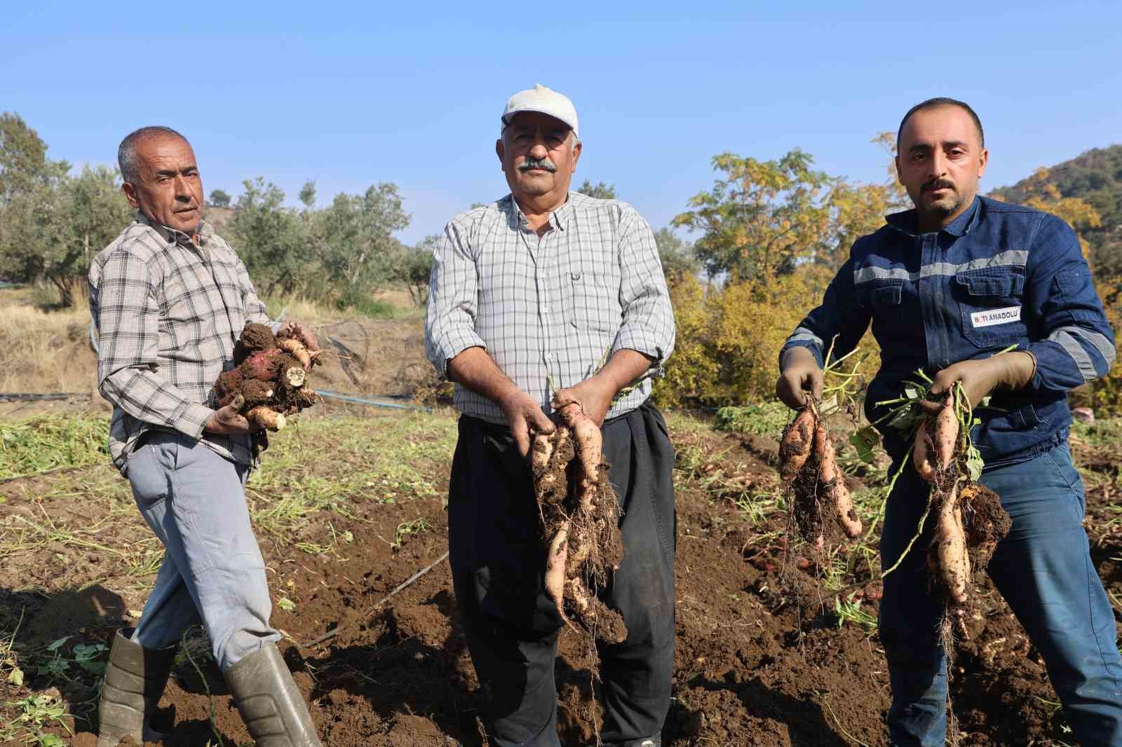 Hatay'ın geçim kaynağı erken final yaptı